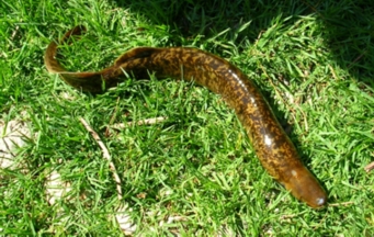 Petromyzon marinus
